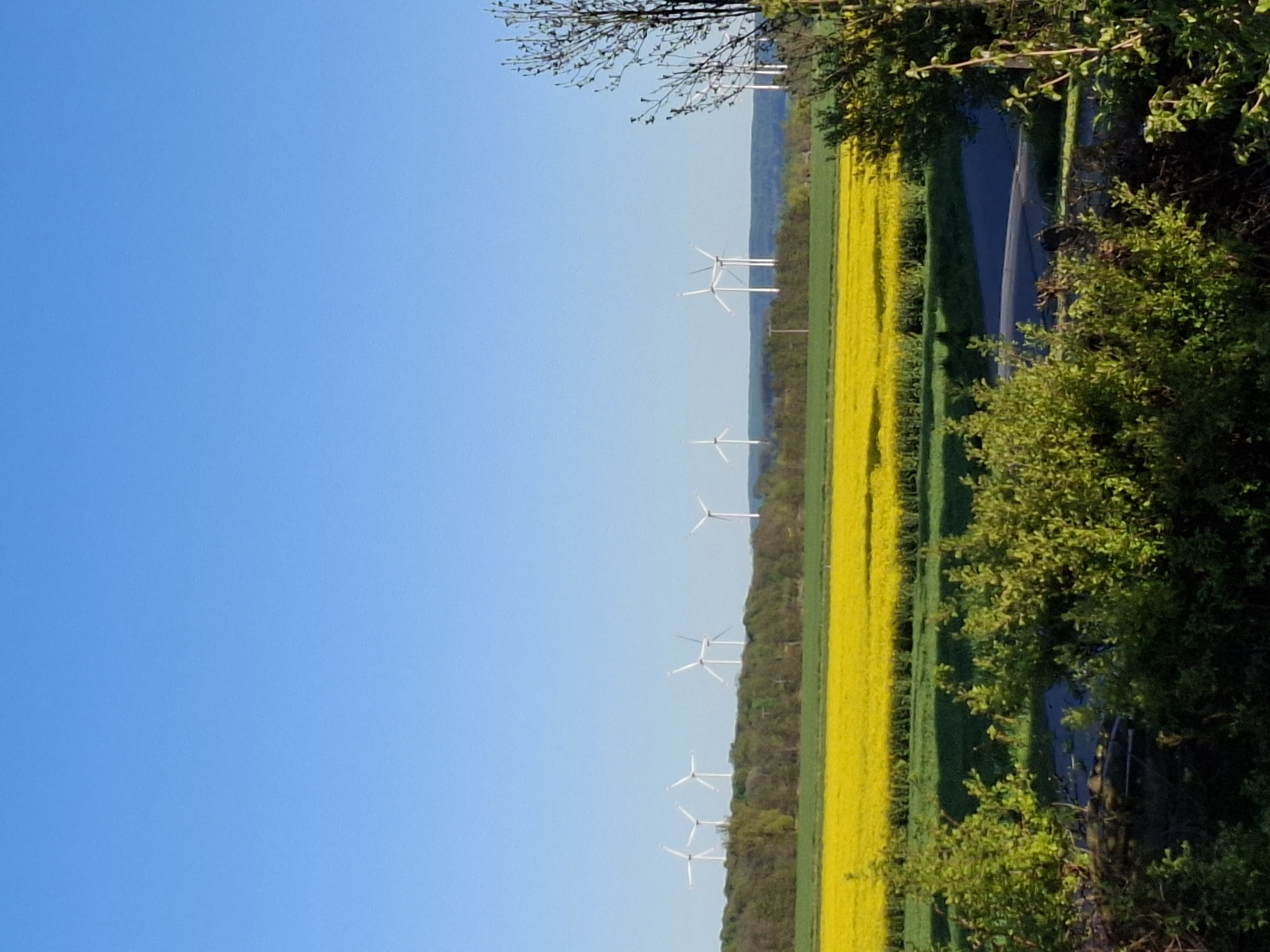 Rautheimer Feldmark